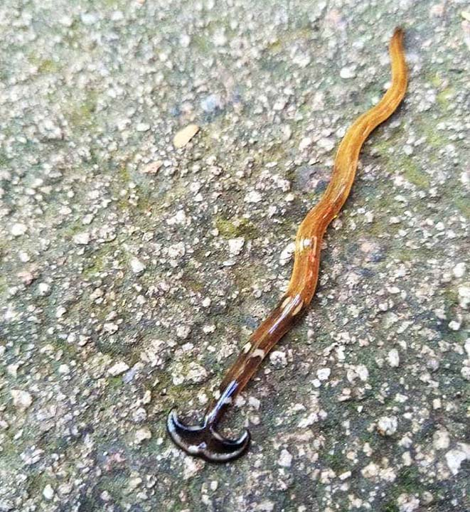 ABD'den  vücudunu yenileyen "ölümsüz yılan" uyarısı 5