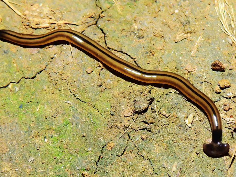 ABD'den  vücudunu yenileyen "ölümsüz yılan" uyarısı 6