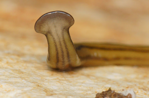 ABD'den  vücudunu yenileyen "ölümsüz yılan" uyarısı 7