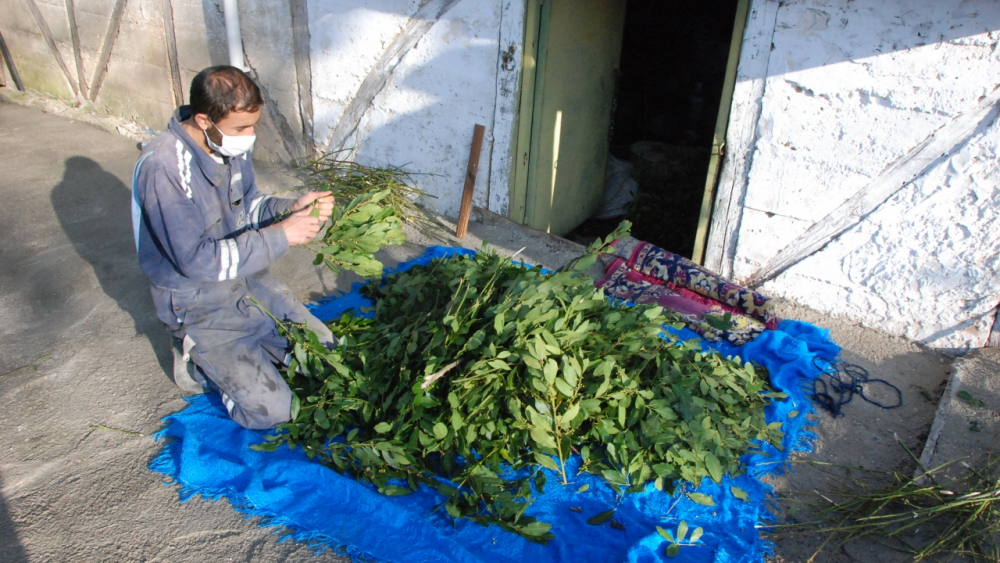 Bartın'da koronavirüsle tanışmayan Aliobası köyü: Tedbirlere uyduk, hiç vaka olmadı 6