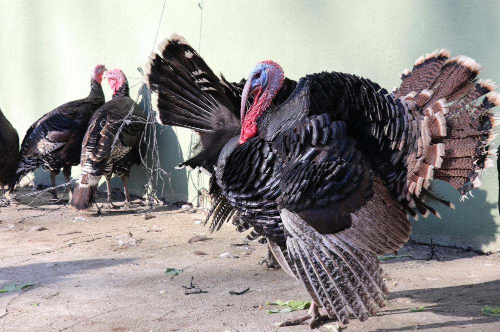 Yılbaşının vazgeçilmeziydi!  Koronavirüs onu da vurdu 6