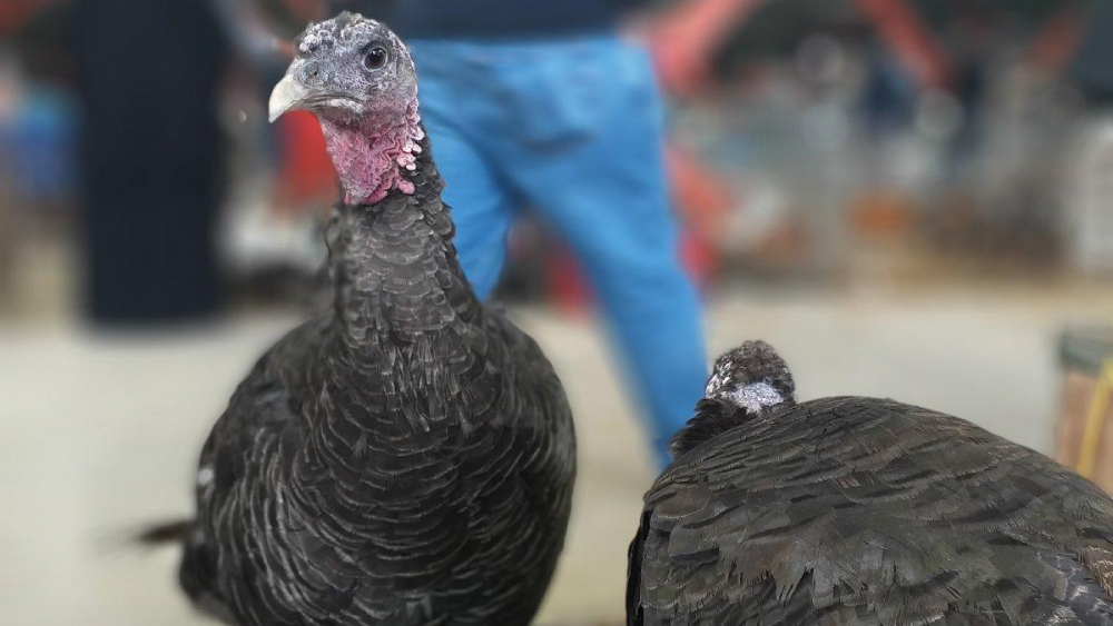 Yılbaşının vazgeçilmeziydi!  Koronavirüs onu da vurdu 9