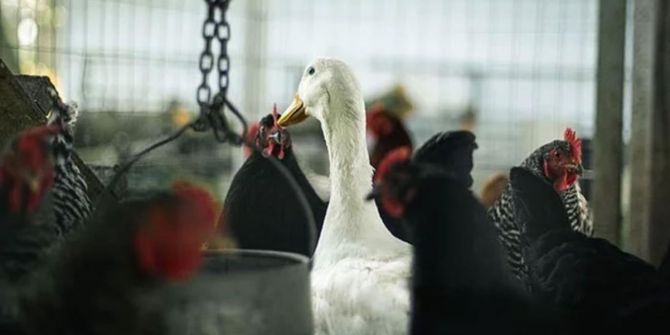 Dünya Hayvan Sağlığı Örgütü isimlerini açıkladı! Hangi hayvanlar koronavirüs bulaştırıyor?