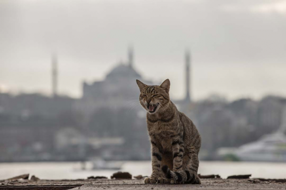İstanbul'da kısıtlama sessizliği! 16 milyonluk şehir hayalet kente döndü 25
