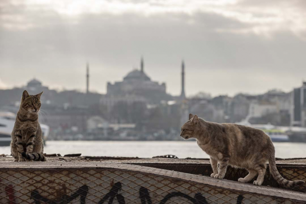 İstanbul'da kısıtlama sessizliği! 16 milyonluk şehir hayalet kente döndü 26