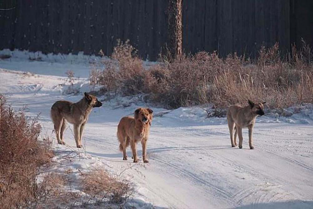 10 sokak köpeği, saldırdıkları genç kadını paramparça etti! 2