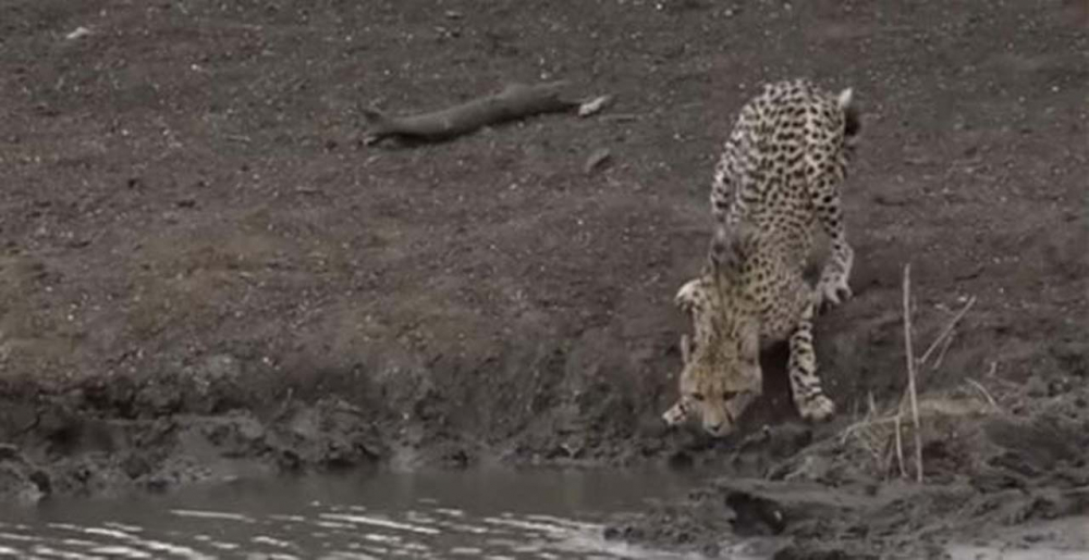 Su içmek isteyen genç çita dev timsaha yem oldu! O görüntüler sosyal medyada viral oldu 1