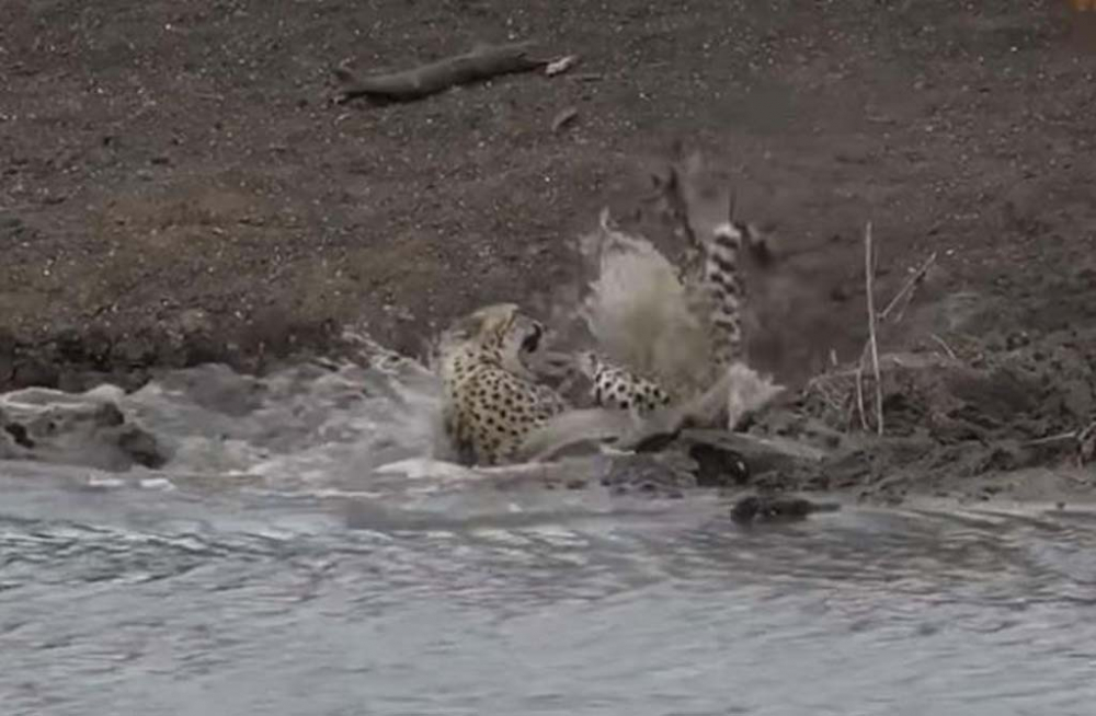 Su içmek isteyen genç çita dev timsaha yem oldu! O görüntüler sosyal medyada viral oldu 2