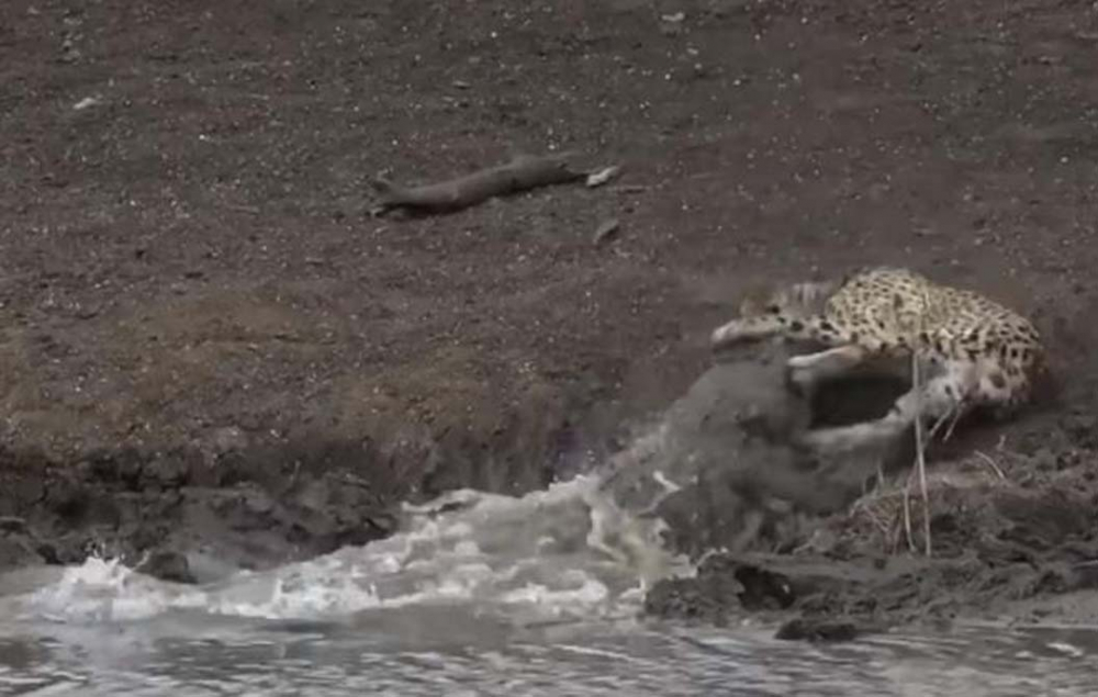 Su içmek isteyen genç çita dev timsaha yem oldu! O görüntüler sosyal medyada viral oldu 3