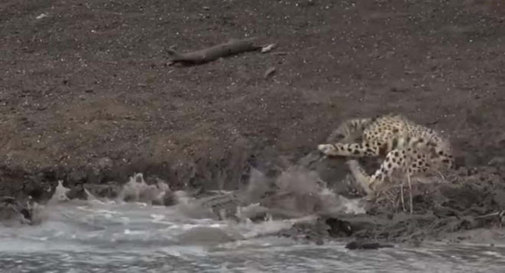 Su içmek isteyen genç çita dev timsaha yem oldu! O görüntüler sosyal medyada viral oldu 4