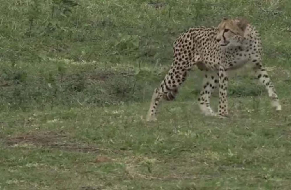 Su içmek isteyen genç çita dev timsaha yem oldu! O görüntüler sosyal medyada viral oldu 5