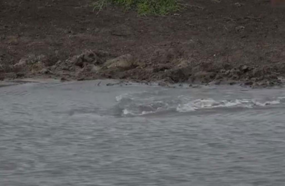 Su içmek isteyen genç çita dev timsaha yem oldu! O görüntüler sosyal medyada viral oldu 6