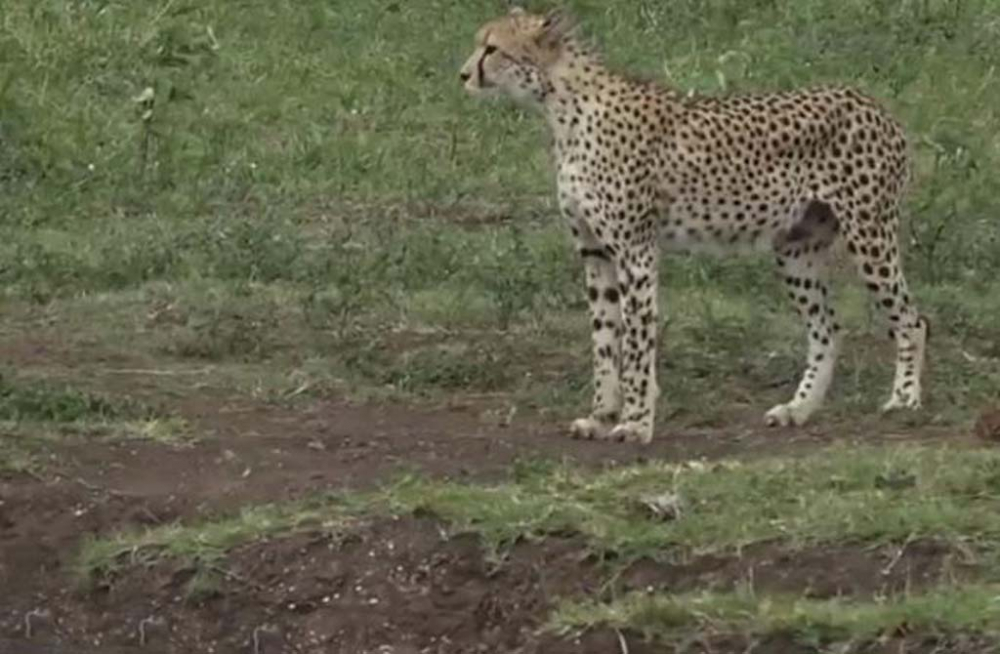 Su içmek isteyen genç çita dev timsaha yem oldu! O görüntüler sosyal medyada viral oldu 7
