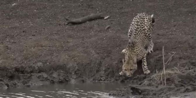 Su içmek isteyen genç çita dev timsaha yem oldu! O görüntüler sosyal medyada viral oldu