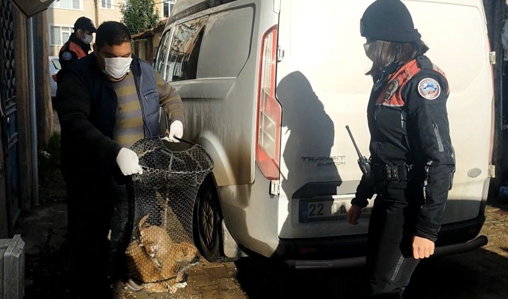 Edirne'de insanlık dışı olay: Yavru köpeklere metruk binada tecavüz şüphelisi gözaltında! 5