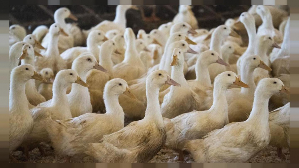 Bir yandan Kovid-19 salgını, diğer yandan kuş gribi tehlikesi: Fransa'da 2 milyon ördek itlaf edildi! 1