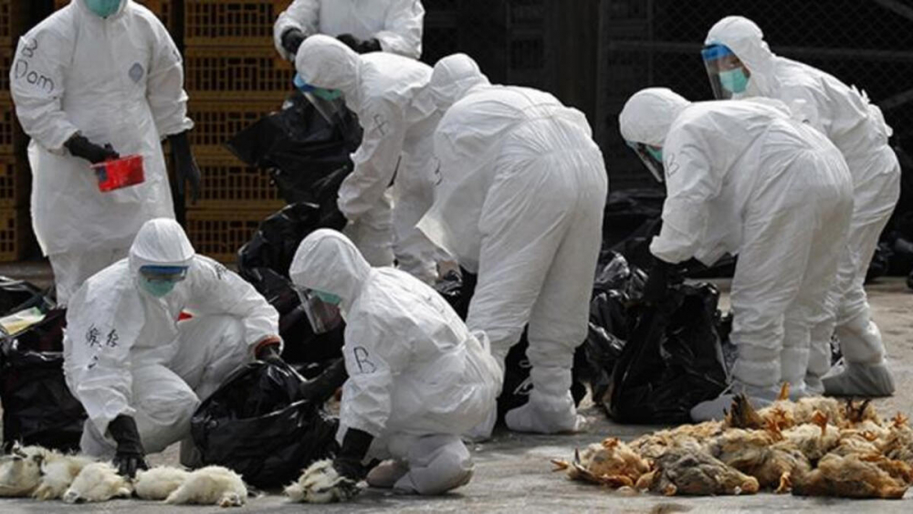 Bir yandan Kovid-19 salgını, diğer yandan kuş gribi tehlikesi: Fransa'da 2 milyon ördek itlaf edildi! 11