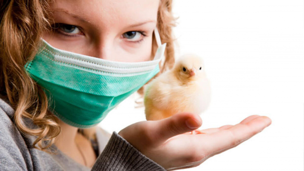 Bir yandan Kovid-19 salgını, diğer yandan kuş gribi tehlikesi: Fransa'da 2 milyon ördek itlaf edildi! 2