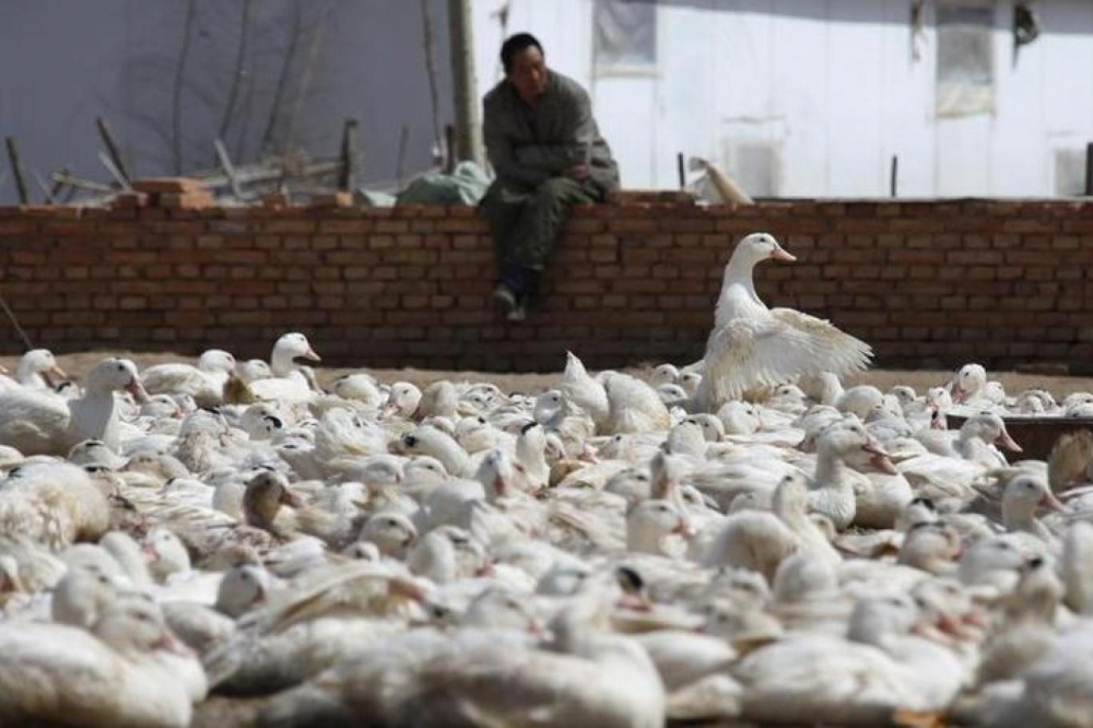 Bir yandan Kovid-19 salgını, diğer yandan kuş gribi tehlikesi: Fransa'da 2 milyon ördek itlaf edildi! 3