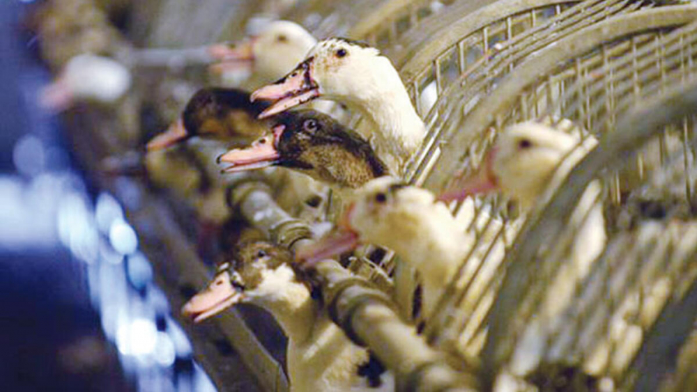 Bir yandan Kovid-19 salgını, diğer yandan kuş gribi tehlikesi: Fransa'da 2 milyon ördek itlaf edildi! 4