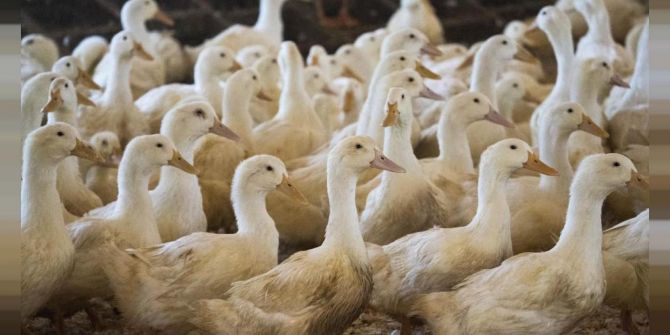 Bir yandan Kovid-19 salgını, diğer yandan kuş gribi tehlikesi: Fransa'da 2 milyon ördek itlaf edildi!