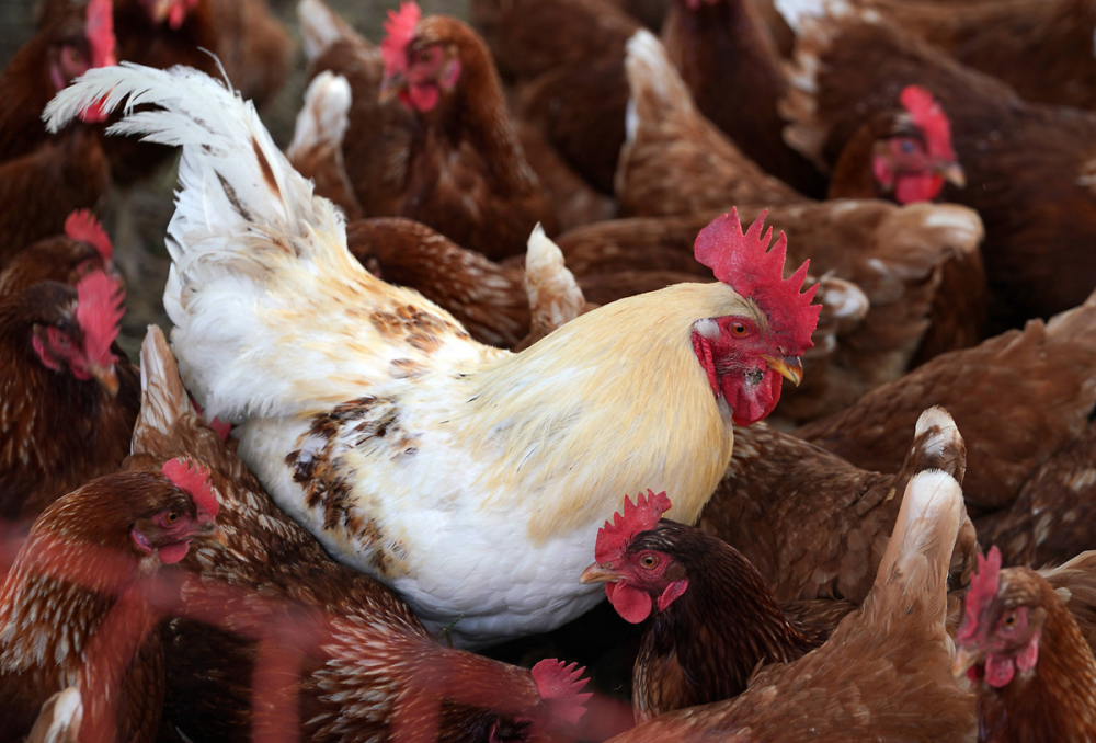 Kovid-19 ile birlikte kuş gribi paniği de devam ediyor: 410 bin tavuk itlaf edilecek! 12