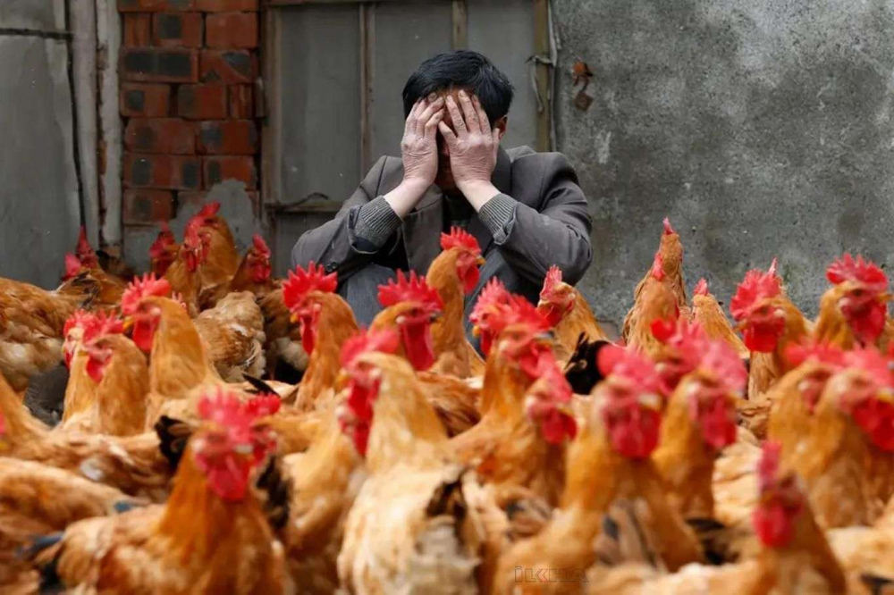 Kovid-19 ile birlikte kuş gribi paniği de devam ediyor: 410 bin tavuk itlaf edilecek! 13