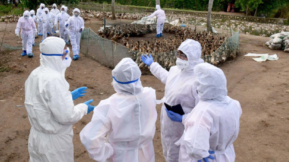 Kovid-19 ile birlikte kuş gribi paniği de devam ediyor: 410 bin tavuk itlaf edilecek! 14