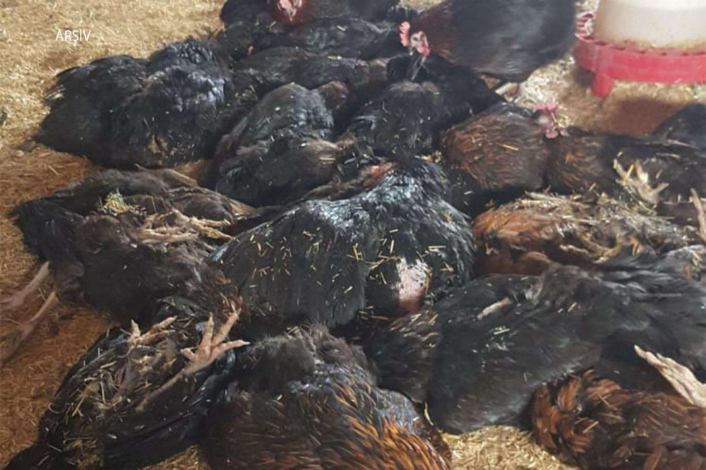 Kovid-19 ile birlikte kuş gribi paniği de devam ediyor: 410 bin tavuk itlaf edilecek! 15