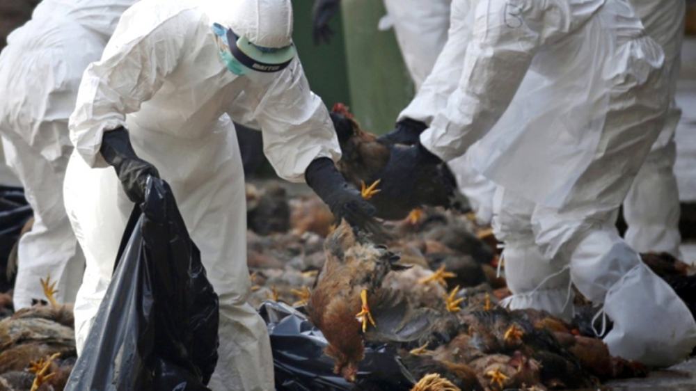 Kovid-19 ile birlikte kuş gribi paniği de devam ediyor: 410 bin tavuk itlaf edilecek! 16