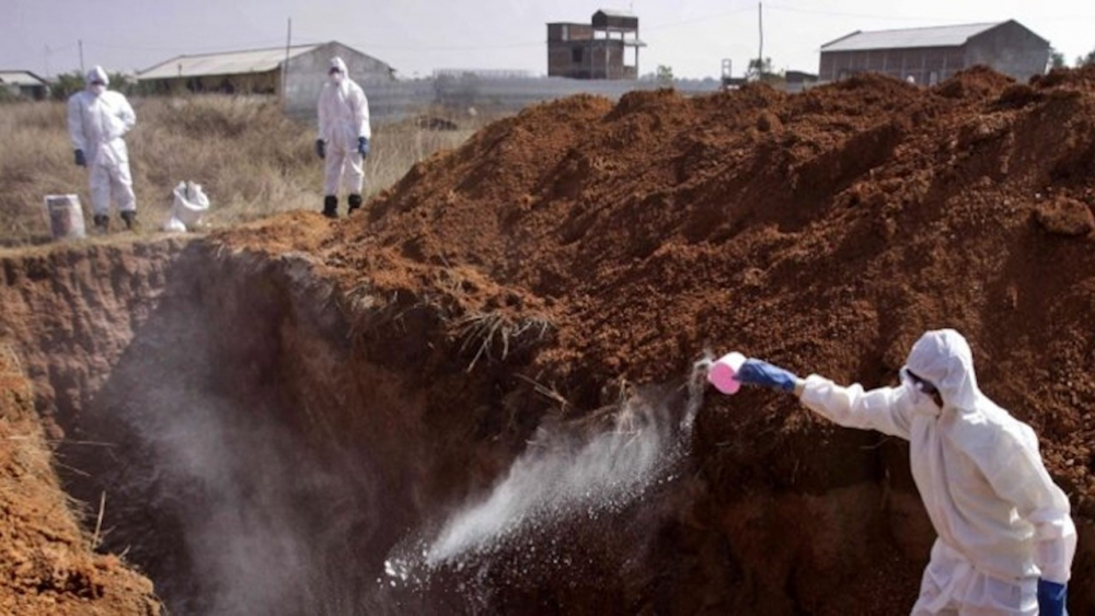 Kovid-19 ile birlikte kuş gribi paniği de devam ediyor: 410 bin tavuk itlaf edilecek! 20