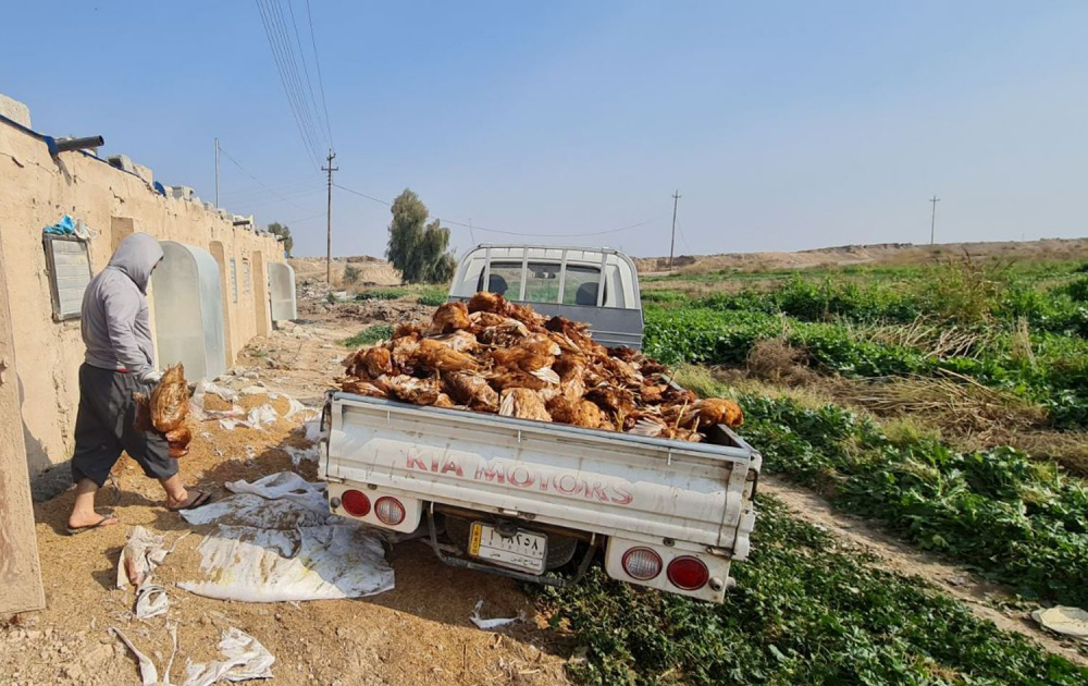 Kovid-19 ile birlikte kuş gribi paniği de devam ediyor: 410 bin tavuk itlaf edilecek! 23