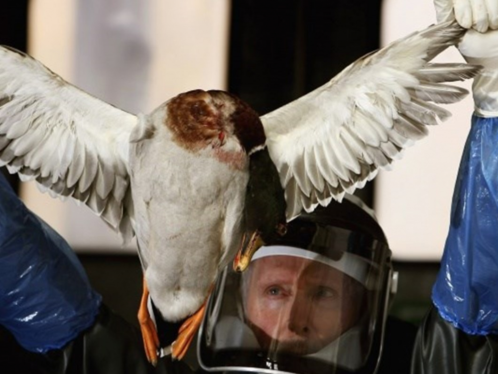 Kovid-19 ile birlikte kuş gribi paniği de devam ediyor: 410 bin tavuk itlaf edilecek! 24