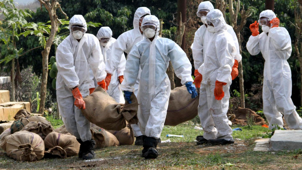 Kovid-19 ile birlikte kuş gribi paniği de devam ediyor: 410 bin tavuk itlaf edilecek! 6