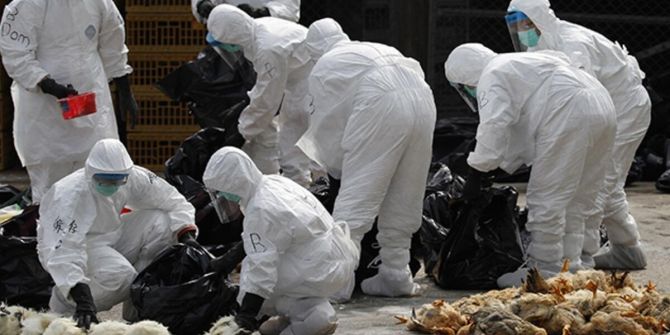 Kovid-19 ile birlikte kuş gribi paniği de devam ediyor: 410 bin tavuk itlaf edilecek!