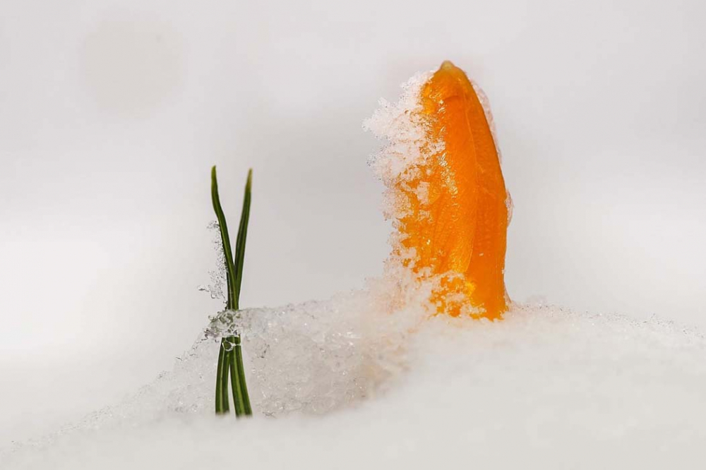 Bu çiçeği koparanlar yandı!  Cezası 80 bin lira oldu... 1