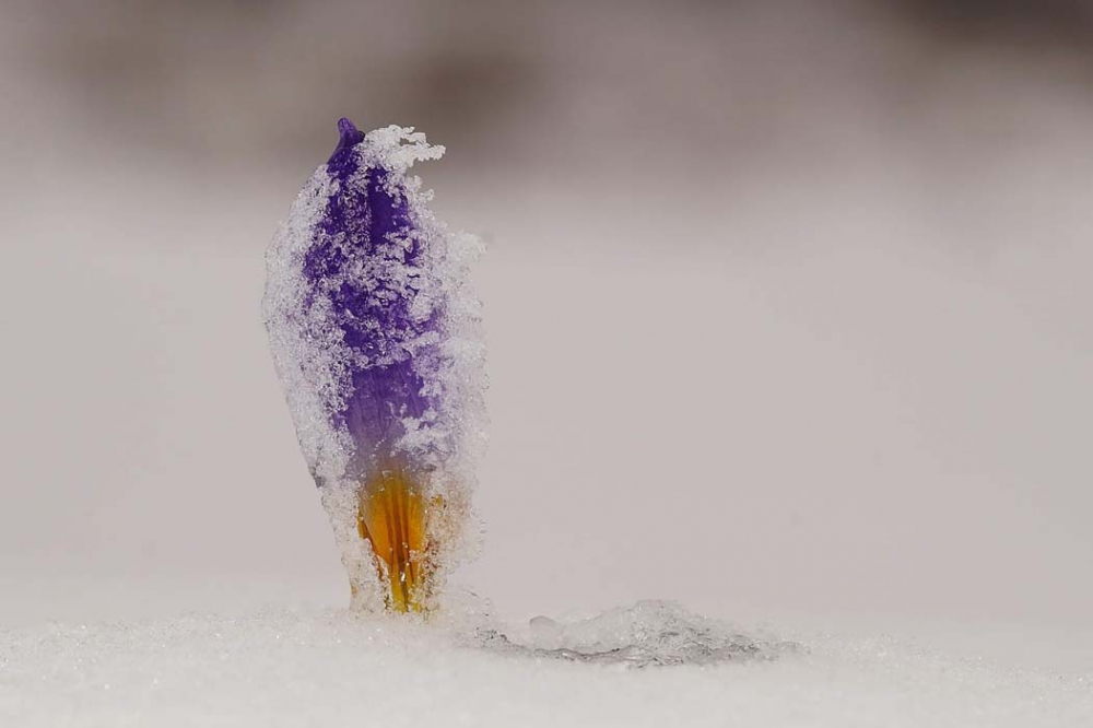 Bu çiçeği koparanlar yandı!  Cezası 80 bin lira oldu... 2