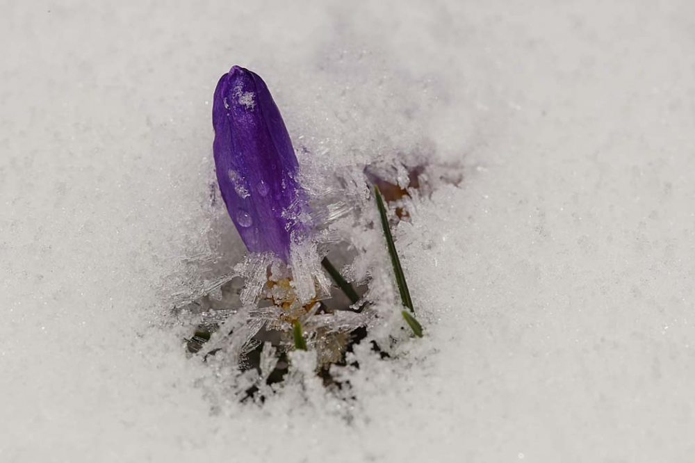 Bu çiçeği koparanlar yandı!  Cezası 80 bin lira oldu... 3