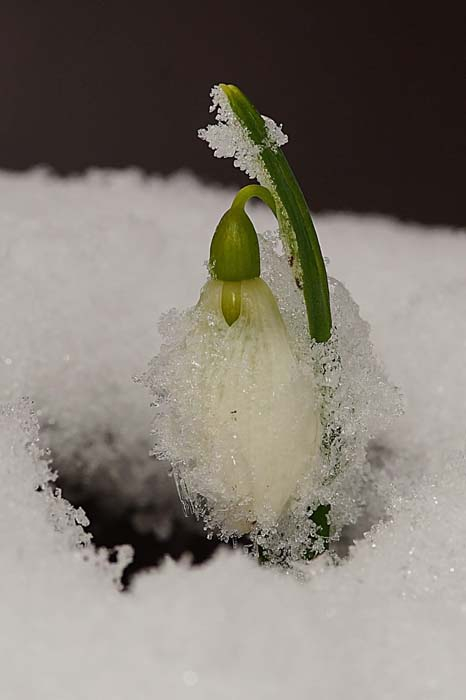 Bu çiçeği koparanlar yandı!  Cezası 80 bin lira oldu... 5