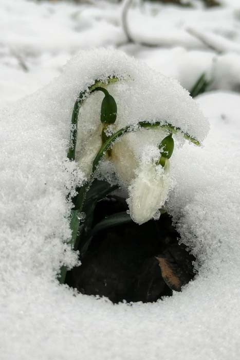 Bu çiçeği koparanlar yandı!  Cezası 80 bin lira oldu... 6
