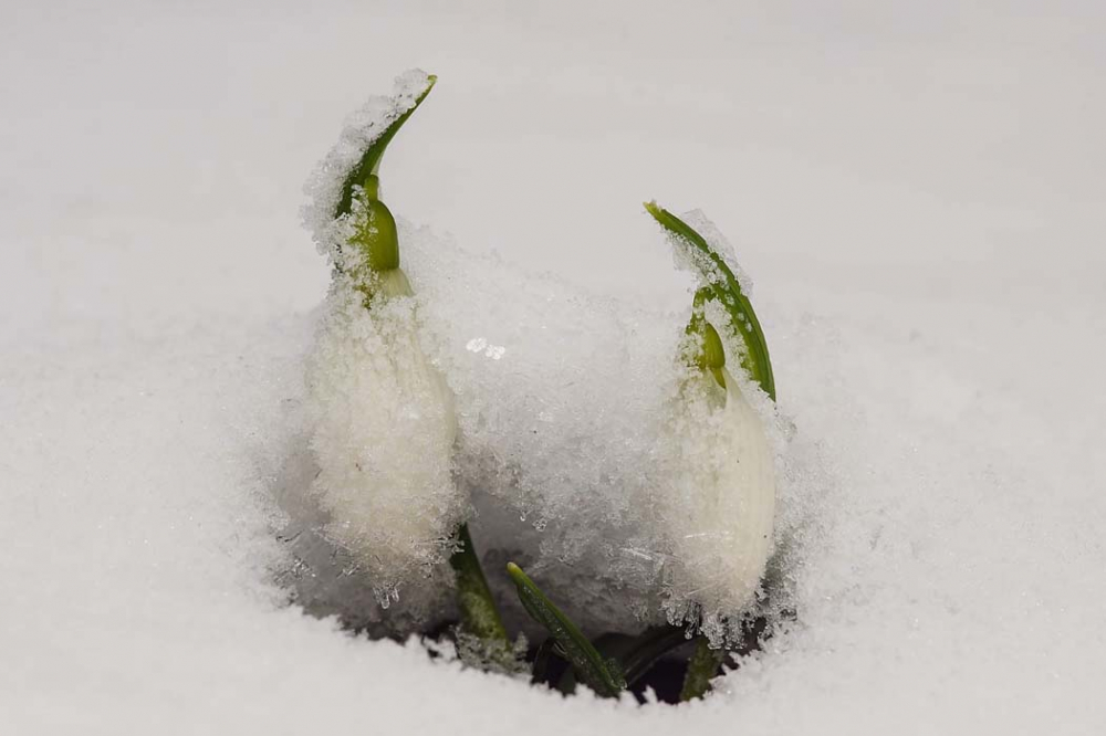 Bu çiçeği koparanlar yandı!  Cezası 80 bin lira oldu... 7