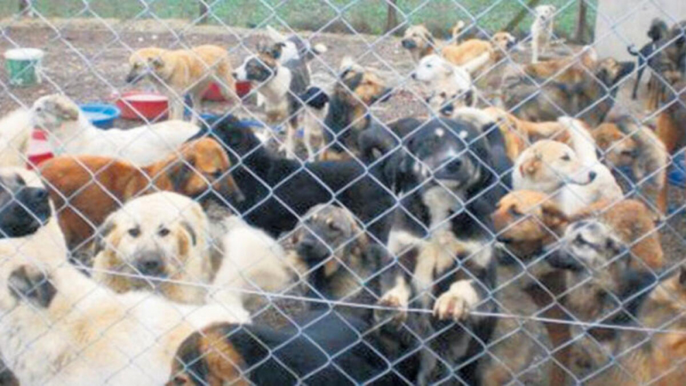 Teksas'ta Kovid-19'la mücadeleye dondurucu soğuk engeli: 21 kişi öldü, binlerce hayvan telef oldu! 3