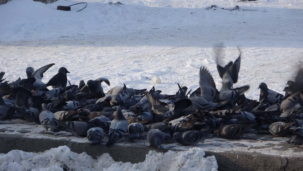 Ardahan'ın Göle ilçesi buz tuttu. Sıcaklık eksi 26 dereceye kadar düştü 11