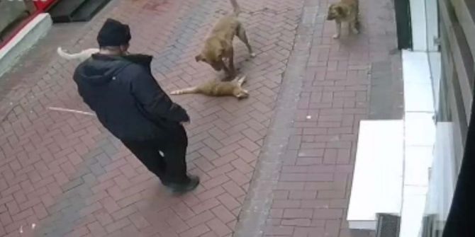 Beslediği köpeklere 20 kediyi boğdurttu! Hakkında suç başvurusu yapıldı!