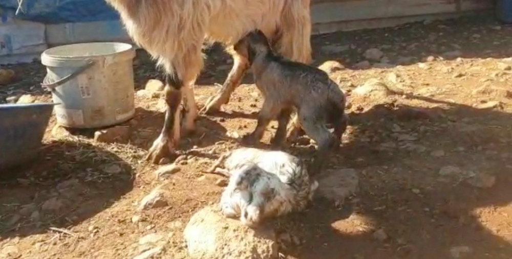 Osmaniye'de çift başlı oğlak doğdu! Görenler gözlerine inanamadı 2