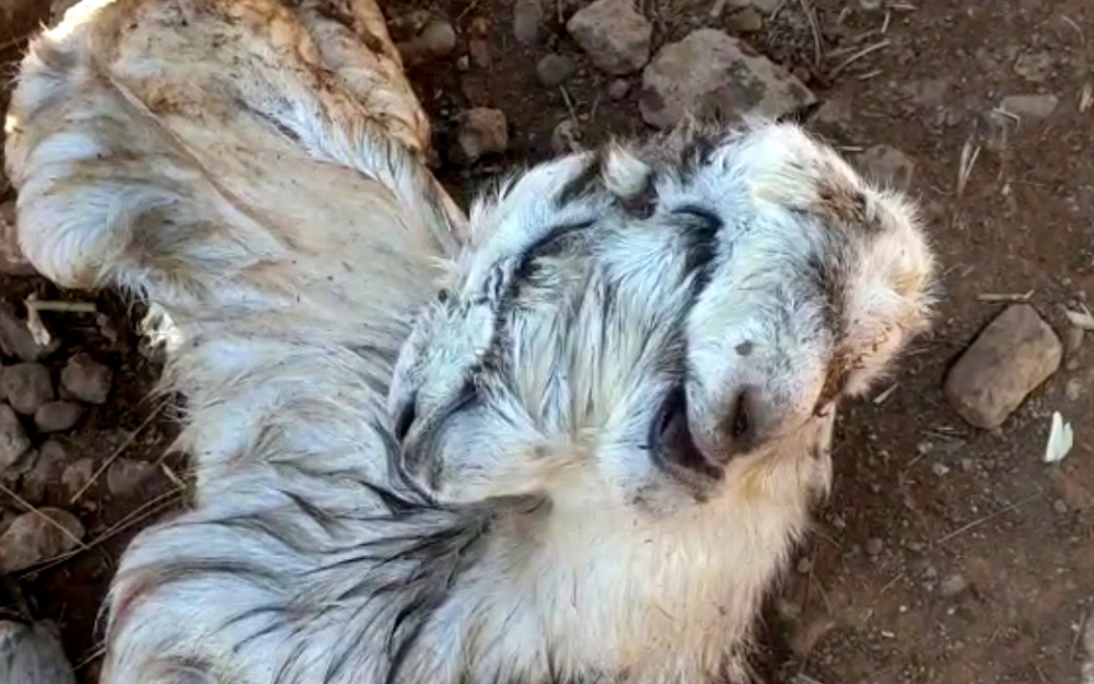 Osmaniye'de çift başlı oğlak doğdu! Görenler gözlerine inanamadı 3