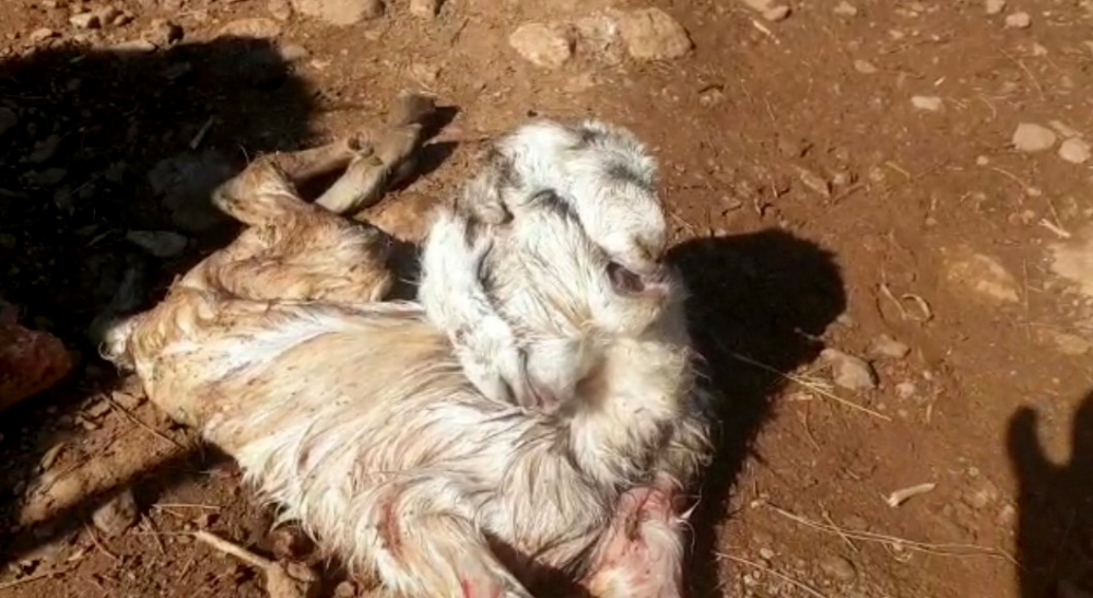 Osmaniye'de çift başlı oğlak doğdu! Görenler gözlerine inanamadı 4