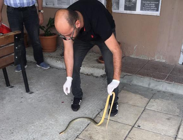 Korkutan söylenti, Kastamaonu'da her yerden yılan fışkırıyor! 1