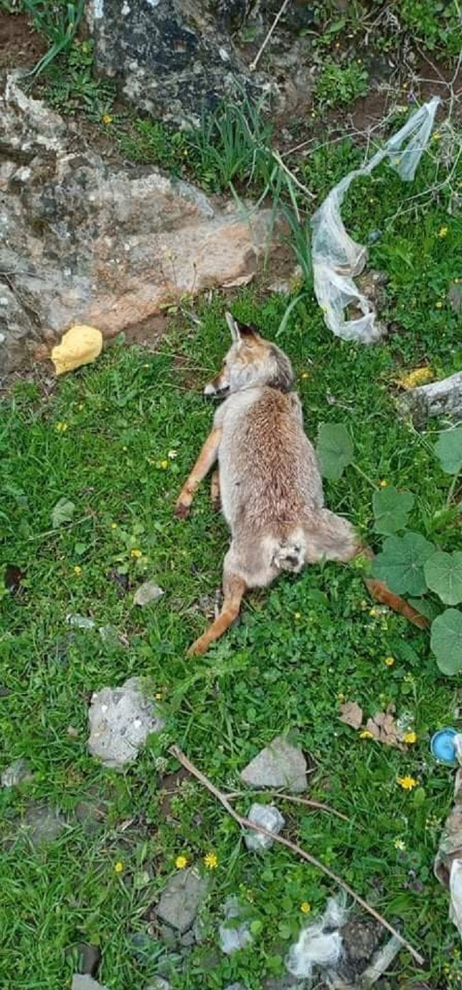 Vicdansızlığın bu kadarı! Hamile tilkiyi öldürüp direğe astılar 3