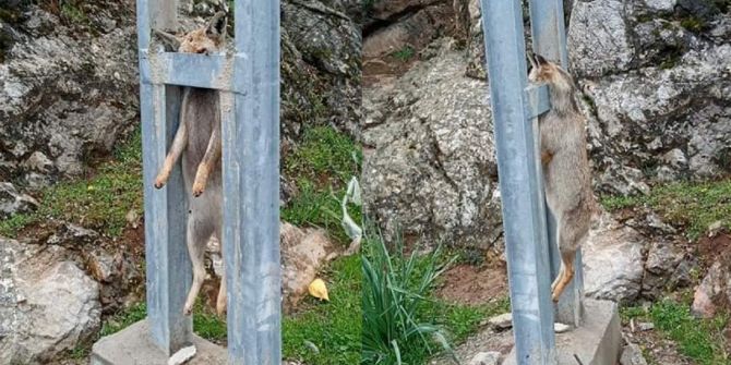 Vicdansızlığın bu kadarı! Hamile tilkiyi öldürüp direğe astılar